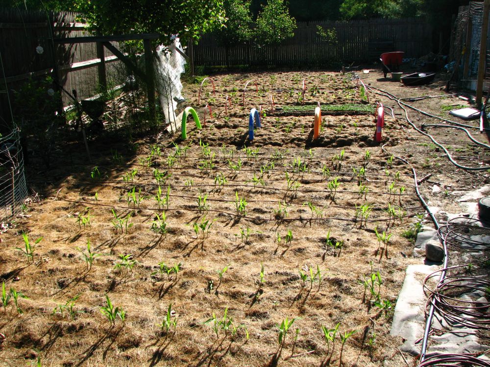 Sistema di irrigazione rinfrescante AquaCool — Irrigazione facile del giardino