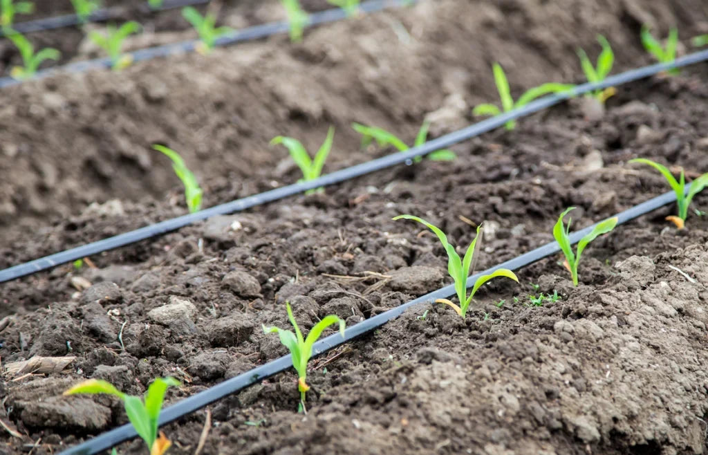 Sistema di irrigazione rinfrescante AquaCool — Irrigazione facile del giardino