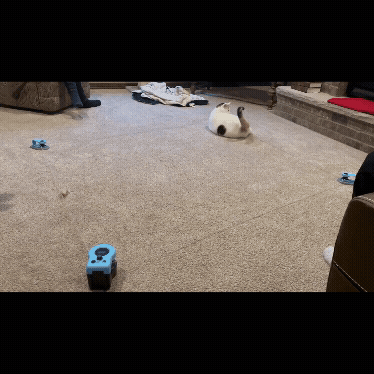 Indoor Cat Exercise Toy To Fight Obesity And Protect Your Furniture