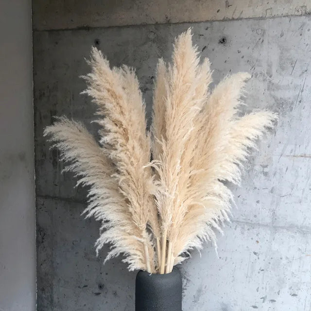 Idilli szárított pampafű — magas, tollas bugák, 110–120 cm