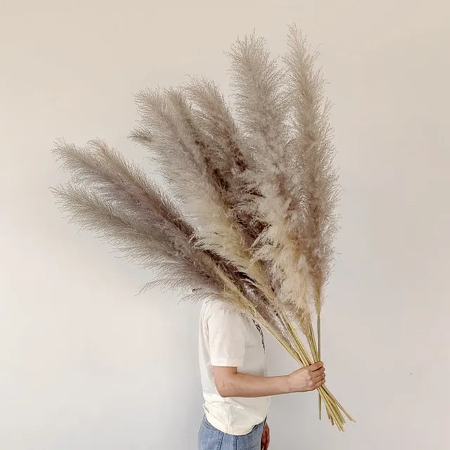 Idilli szárított pampafű — magas, tollas bugák, 110–120 cm