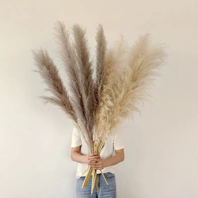 Idilli szárított pampafű — magas, tollas bugák, 110–120 cm