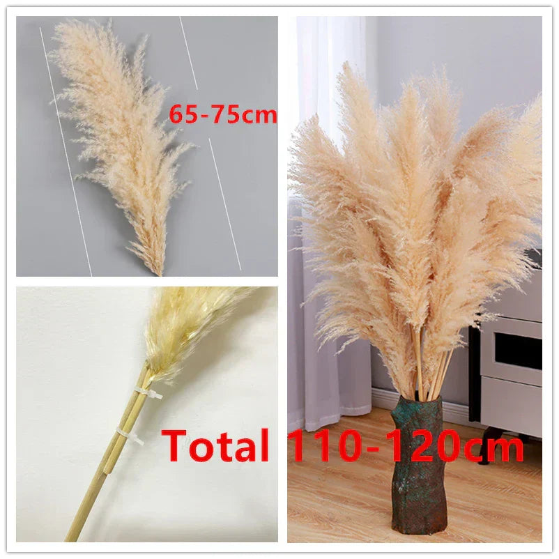 Idilli szárított pampafű — magas, tollas bugák, 110–120 cm