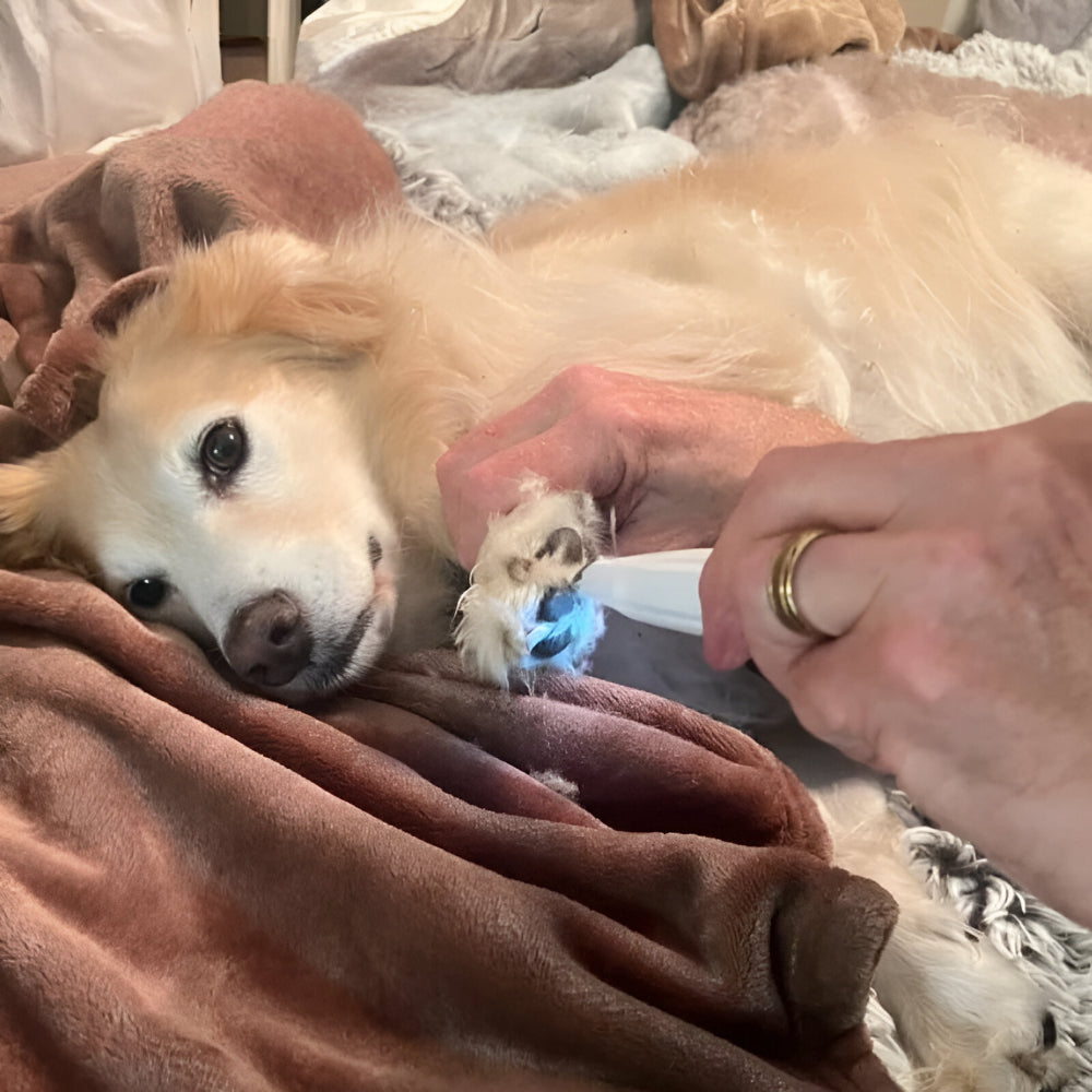 Dog Grooming Paw Trimmer Rechargeable Tool | Meowbutter
