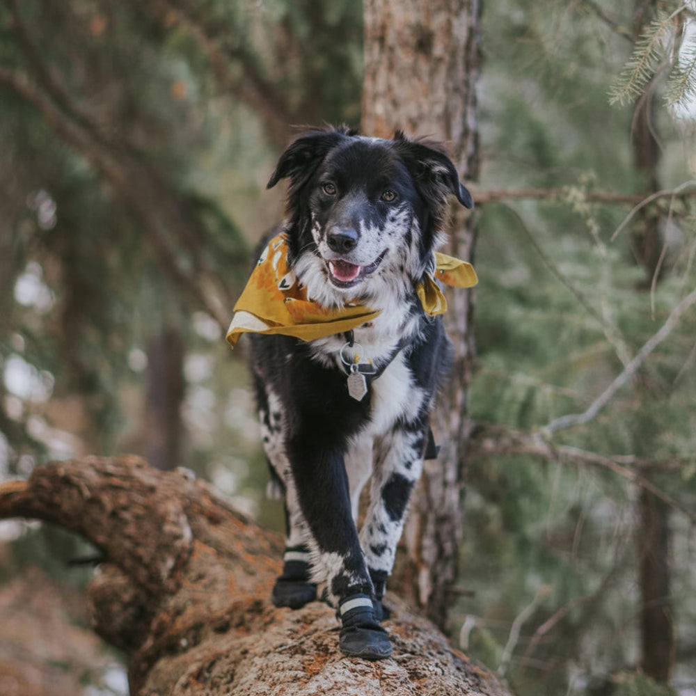 Zapatos para perros para exterior, protección de las patas y suela de goma antideslizante | Meowbutter