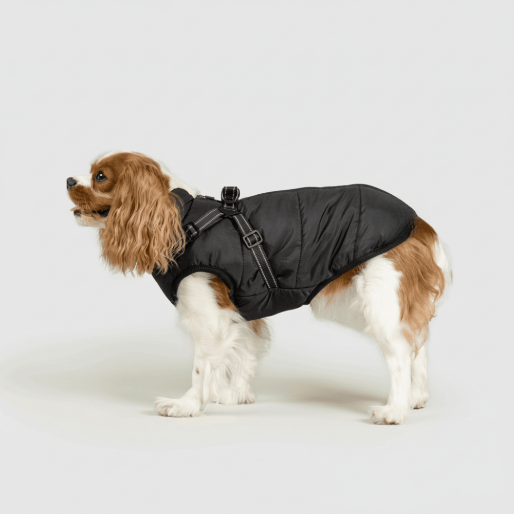 Zimní outdoorová bunda pro psy | Meowbutter