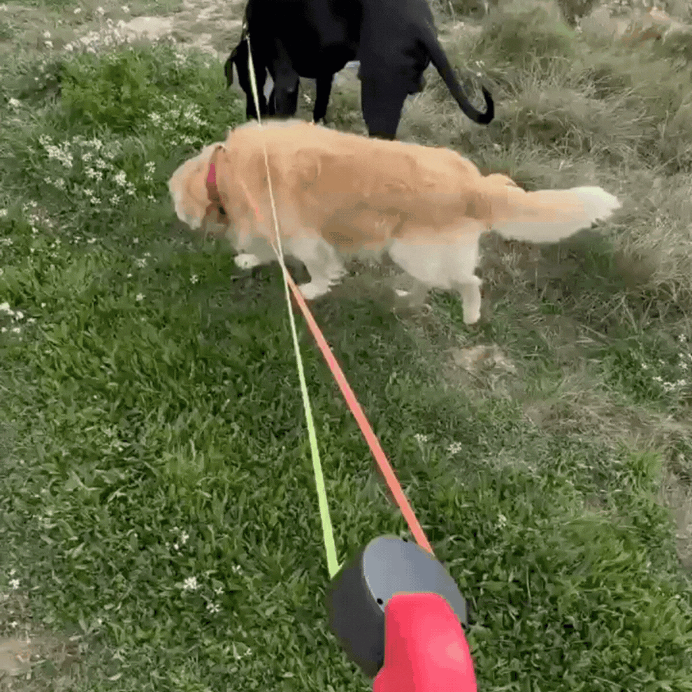 Dual Retractable Dog Leash for Walking Two Dogs with One Hand