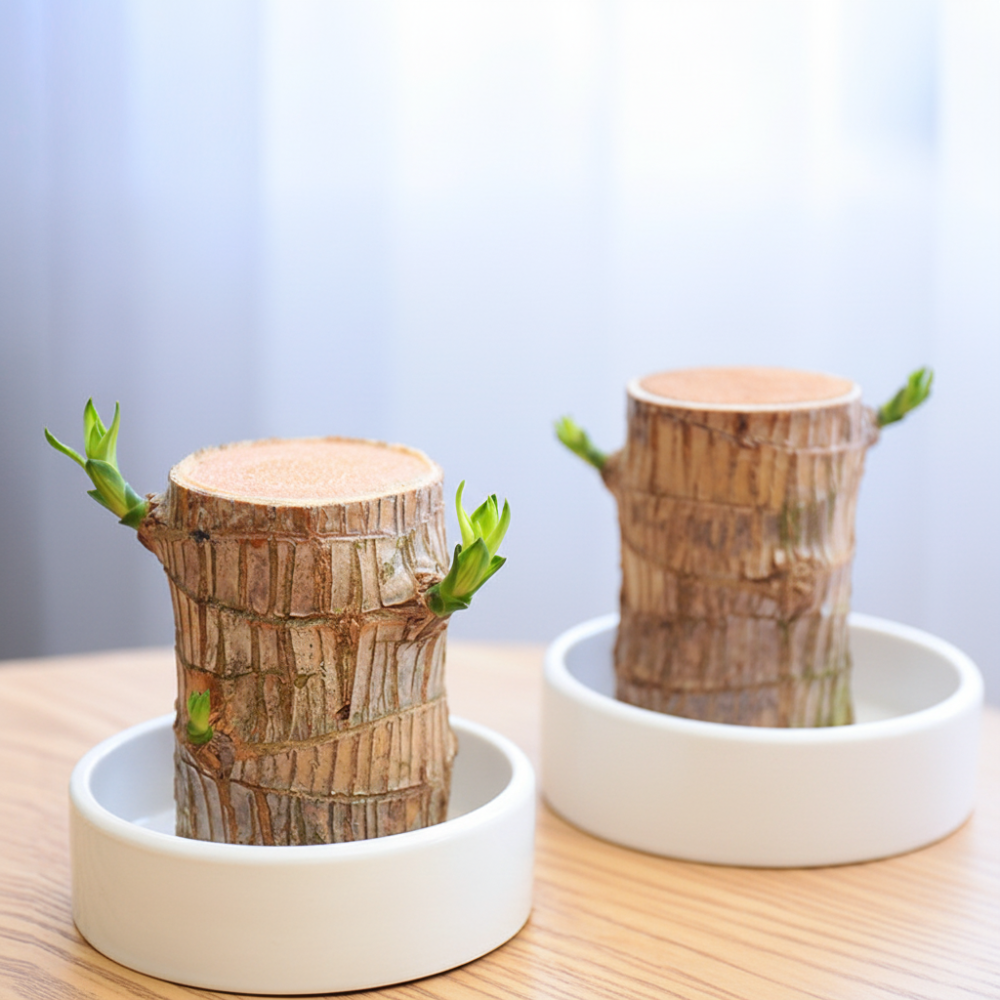 Pianta di bambù della fortuna viva in vaso decorativo