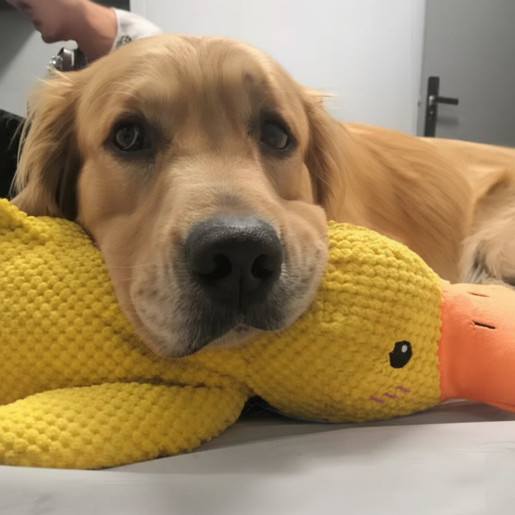 Calming Dog Toy Quacking Sound Chewing Play | Meowbutter