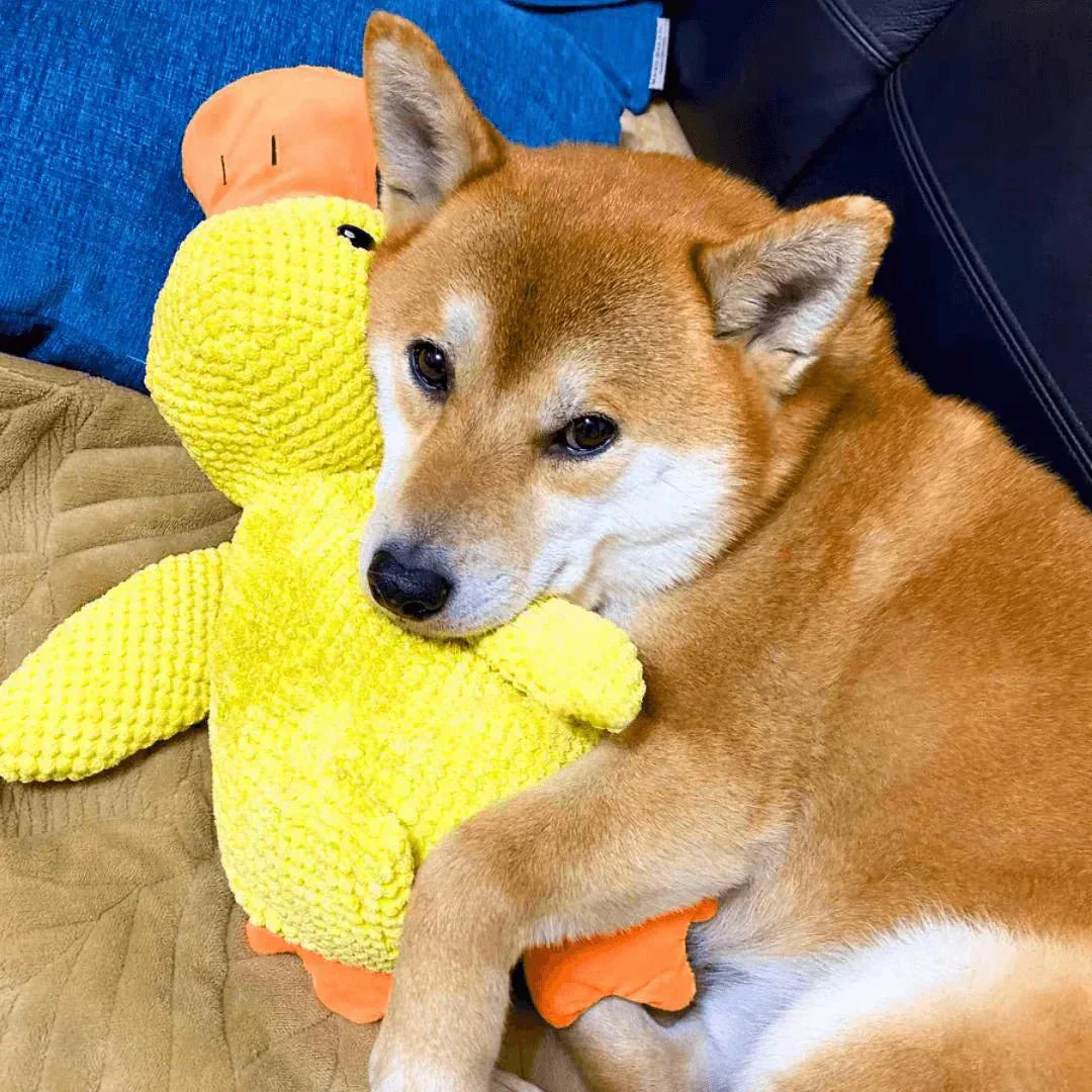 Calming Dog Toy Quacking Sound Chewing Play | Meowbutter