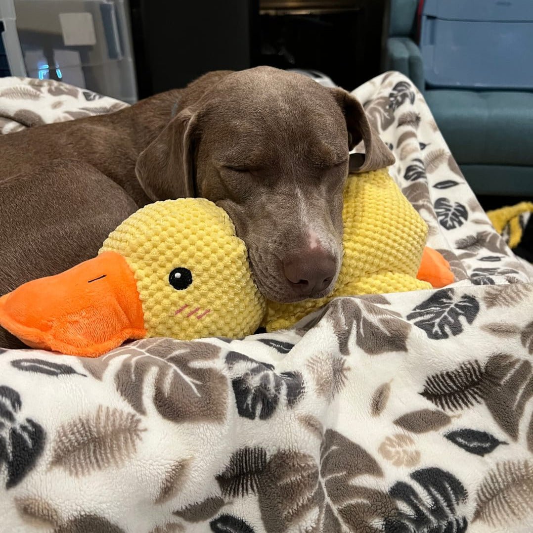 Calming Dog Toy Quacking Sound Chewing Play | Meowbutter